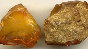 ما هو مصدر العنبر