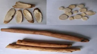 ما هو عود الصليب