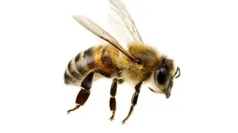 ما هو علاج لسعة النحلة