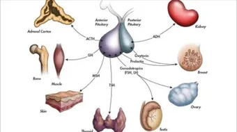 ما علاج إرتفاع هرمون FSH