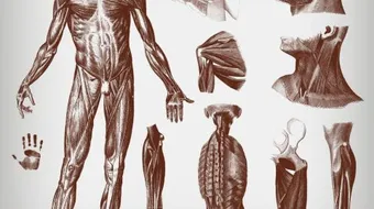 ما هو علاج تمزق الاربطه