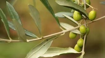 ما فائدة اوراق الزيتون