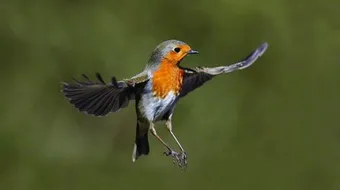 ما هي أضعف حاسة عند الطيور