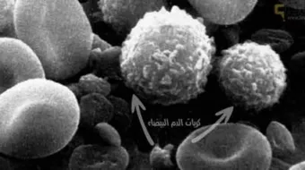 ما هو عدد كريات الدم البيضاء في الشخص الطبيعي