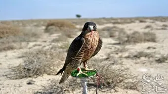 ما المقصود بكلمة شاهين