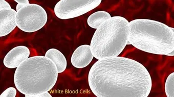 ما هو تحليل WBC