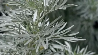 ما هو الشيح