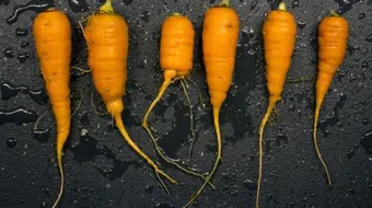 ما نوع جذور الجزر