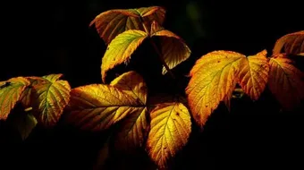 ما هي أنواع الصبر