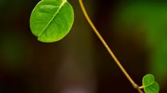 ماذا تتنفس النباتات