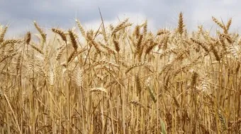 طرق زراعة القمح