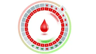 متى تكون فترة التبويض للمرأة