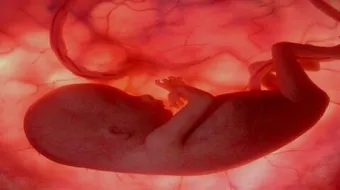 متى يظهر النبض عند الجنين