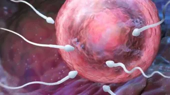 متى يتم تلقيح البويضة