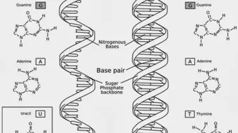 متى تم اكتشاف البنية الجزيئية للأحماض النووية في الجسم
