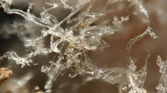 أين توجد نترات البوتاسيوم