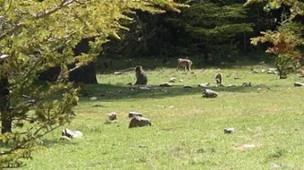 أين توجد غابات الأطلس