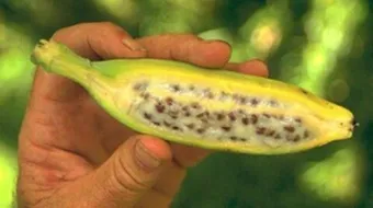 أين توجد بذور الموز