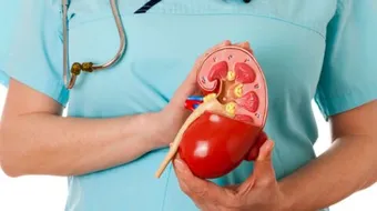 أين توجد الكلى