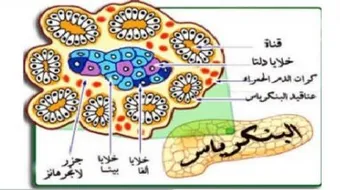 أين تقع جزر لانغرهانز