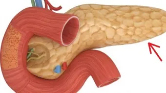 أين توجد جزر لانجرهانز