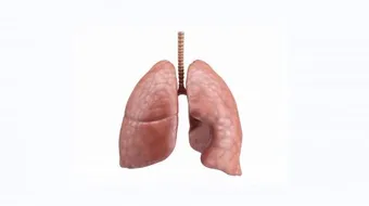 أين تقع الرئتين في جسم الإنسان