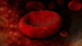 أين تتكون خلايا الدم