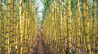 أين يزرع قصب السكر