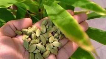 أين يزرع شجر الهيل