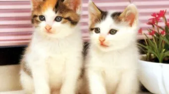 أين تعيش القطط