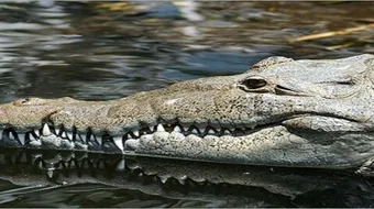 أين تعيش التماسيح