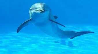 أين تعيش الدلافين