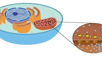 أين يحدث التنفس الخلوي