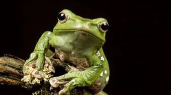 من أين يتنفس الضفدع