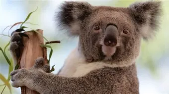 أين يعيش دب الكوالا