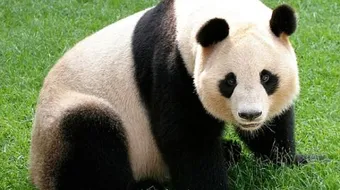 أين يعيش دب الباندا