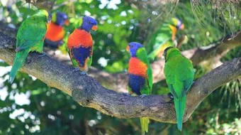 أين يعيش الببغاء