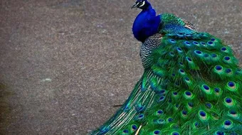 أين يعيش الطاووس