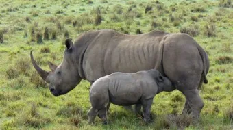 أين يعيش وحيد القرن