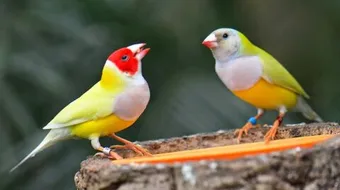 أين يعيش طائر الحسون