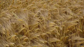 أين يزرع الشعير