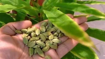 أين يزرع الهيل