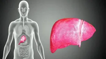 أين يتم تخزين السكر الزائد عن حاجة الجسم