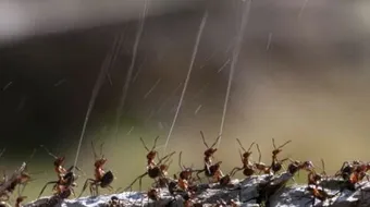 أين يوجد حمض الفورميك