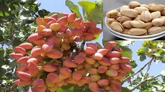 أين يزرع الفستق