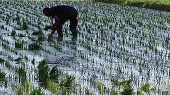 أين يزرع الأرز