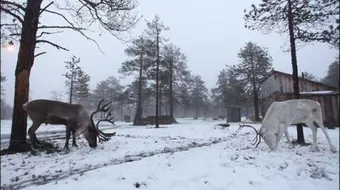 أين تقع سيبيريا