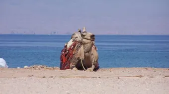 أين تقع طابا