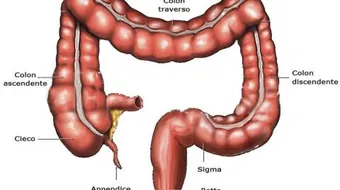 أين تقع الزائدة الدودية في الجسم