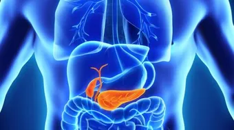 أين توجد المرارة